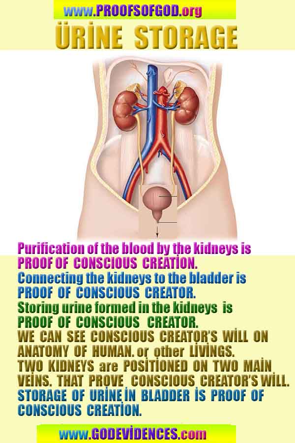 Evidences of Creator God