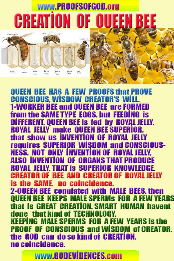 Proofs of Creator God